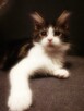 KOTKA MAINE COON czarno -biała -rodowód FPL/FIFE - 1