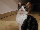 KOTKA MAINE COON czarno -biała -rodowód FPL/FIFE - 7