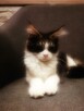 KOTKA MAINE COON czarno -biała -rodowód FPL/FIFE - 8