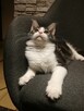 KOTKA MAINE COON czarno -biała -rodowód FPL/FIFE - 4