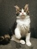 KOTKA MAINE COON czarno -biała -rodowód FPL/FIFE - 2