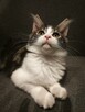 KOTKA MAINE COON czarno -biała -rodowód FPL/FIFE - 3