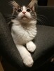 KOTKA MAINE COON czarno -biała -rodowód FPL/FIFE - 5