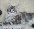 Cudowne kociaczki maine coon - 2