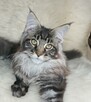 Cudowne kociaczki maine coon - 3