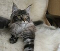 Cudowne kociaczki maine coon - 4