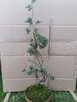 Bonsai do ogrodu - 4