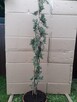 Bonsai do ogrodu - 8