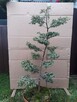 Bonsai do ogrodu - 2