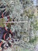 Bonsai do ogrodu - 11