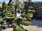 Bonsai , bonsai do ogrodu , Niwaki - szkólka Ustroń - 9
