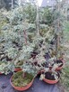 Bonsai do ogrodu - 9