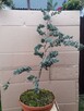 Bonsai do ogrodu - 5