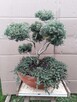 Bonsai do ogrodu - 7