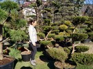 Bonsai , bonsai do ogrodu , Niwaki - szkólka Ustroń - 11
