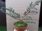 Bonsai do ogrodu - 3
