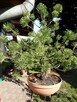 Bonsai do ogrodu - 12