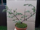 Bonsai do ogrodu - 6