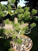 Bonsai do ogrodu - 13