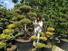 Bonsai do ogrodu -szkółka NIWAKI Bielsko Biała śląskie - 6