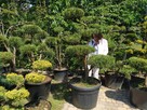 Bonsai do ogrodu -szkółka NIWAKI Bielsko Biała śląskie - 4