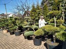 Bonsai do ogrodu -szkółka NIWAKI Bielsko Biała śląskie - 2