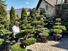 Bonsai do ogrodu -szkółka NIWAKI Bielsko Biała śląskie - 8