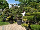 Bonsai do ogrodu -szkółka NIWAKI Bielsko Biała śląskie - 7