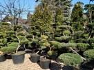 Bonsai do ogrodu -szkółka NIWAKI Bielsko Biała śląskie - 3