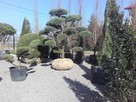 Bonsai do ogrodu -szkółka NIWAKI Bielsko Biała śląskie - 15