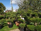 Bonsai do ogrodu -szkółka NIWAKI Bielsko Biała śląskie - 9