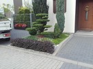 Bonsai do ogrodu -szkółka NIWAKI Bielsko Biała śląskie - 14