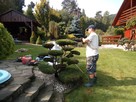 Bonsai do ogrodu -szkółka NIWAKI Bielsko Biała śląskie - 12