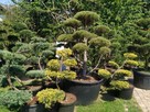 Drzewa i krzewy formowane Bonsai Niwaki - dostawa ! - 4