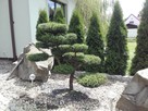 Drzewa i krzewy formowane Bonsai Niwaki - dostawa ! - 15
