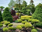 Drzewa i krzewy formowane Bonsai Niwaki - dostawa ! - 12