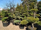 Drzewa i krzewy formowane Bonsai Niwaki - dostawa ! - 2