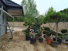 Drzewa i krzewy formowane Bonsai Niwaki - dostawa ! - 11