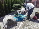Drzewa i krzewy formowane Bonsai Niwaki - dostawa ! - 14