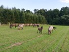Konie Konik polski - 6
