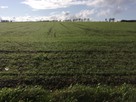 Działka siedliskowa z warunkami zabudowy- Białogarda - 5