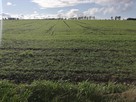 Działka siedliskowa z warunkami zabudowy- Białogarda - 4