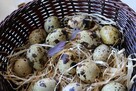 Jaja-Hurt Jaj-Leszno, Śmigiel, Kościan, Stęszew, Luboń, Poznań - 2
