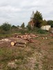 Wycinka drzew i prace ogrodowe- Zgierz i okolice. BanGarden - 4