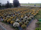 Sprzedam chryzantemy drobnokwiatowe - 2