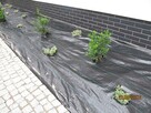 Agrotkanina CZARNA 1,6 m x 100 m 90 g/m2 - 4