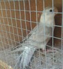 Papugi świergotki - 7