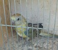 Papugi świergotki - 5