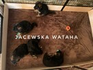 Owczarek niemiecki długowłosy - szczenięta z hodowli FCI - 5