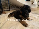 Owczarek niemiecki długowłosy - szczenięta z hodowli FCI - 1